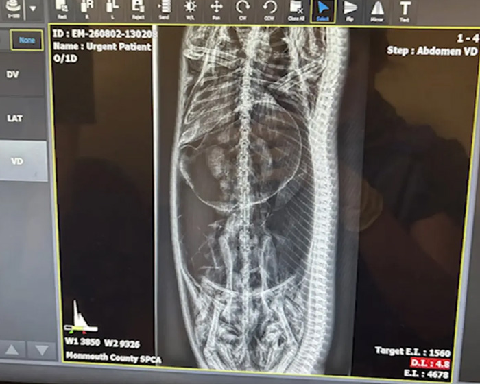 X-Ray reveals a massive python's last meal inside its body after being found in New Jersey.