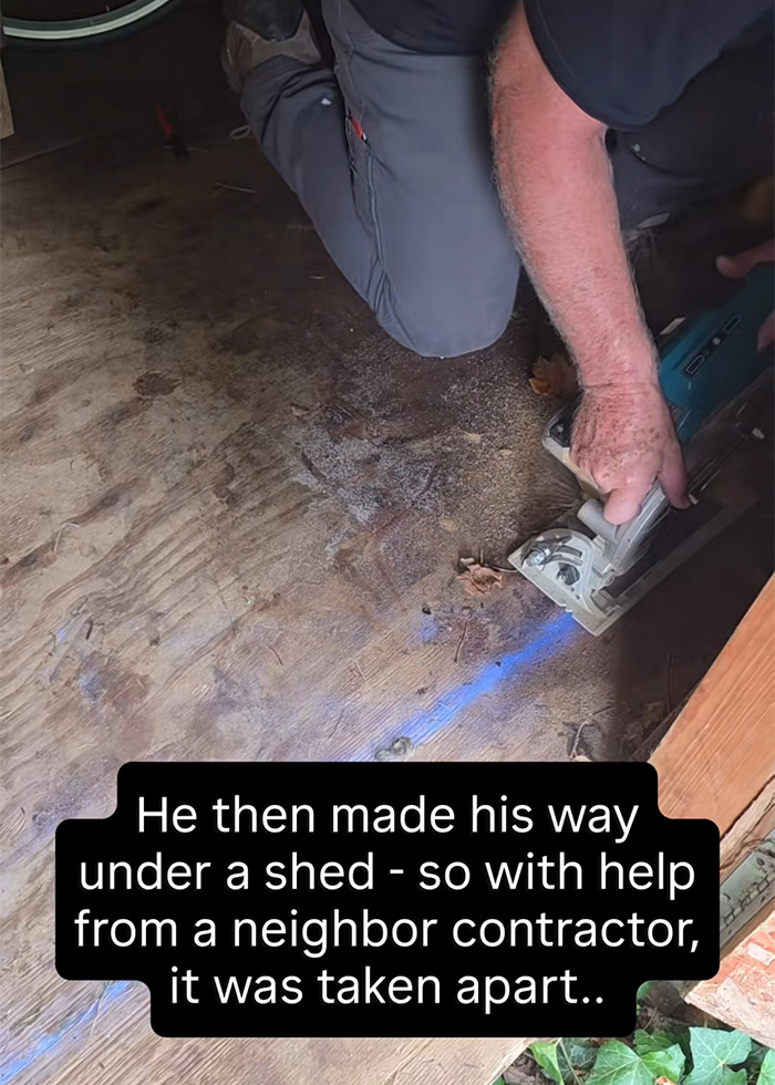 Contractor disassembling a shed to reveal a massive python lurking underneath, showing the shed removal process.