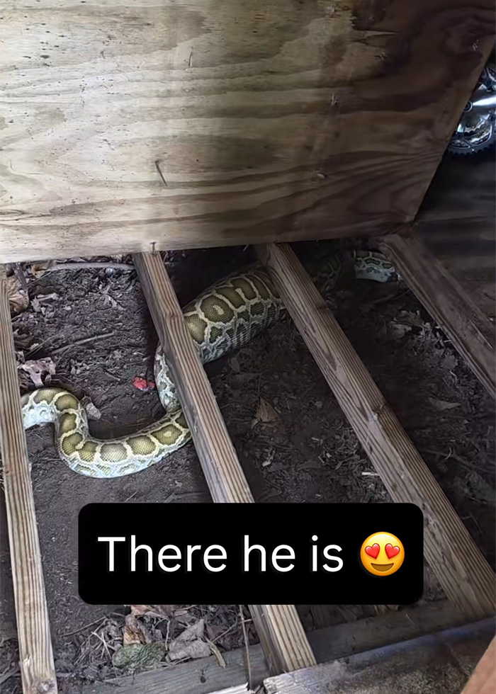 Massive python revealed under a shed, its body visible between wooden beams after shed disassembly.