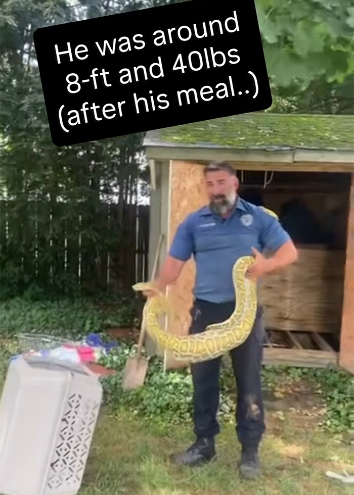 Man holding the massive python after it was found under the New Jersey family's shed, showing its impressive size.