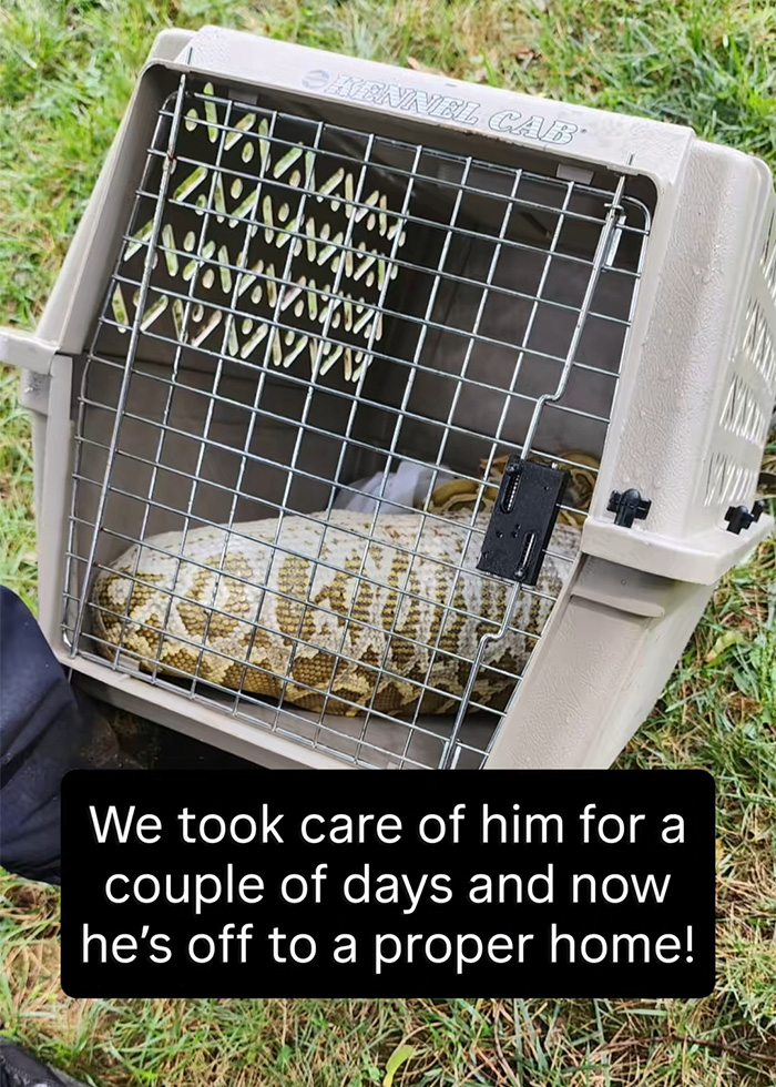 A massive python in a carrier after being found under a New Jersey family's shed, before its last meal X-ray.