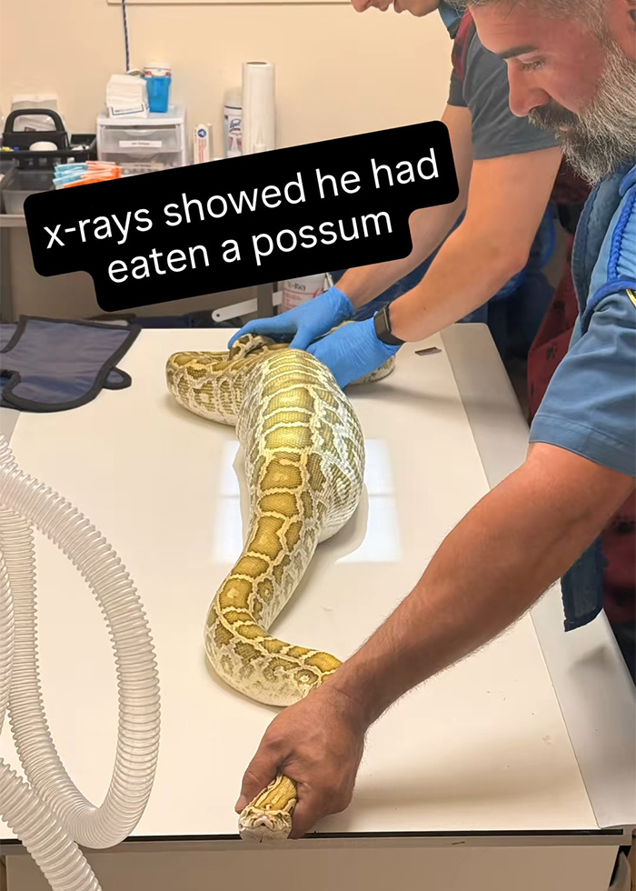 Veterinarians preparing a massive python for an X-ray to reveal its last meal, after being found under a shed.