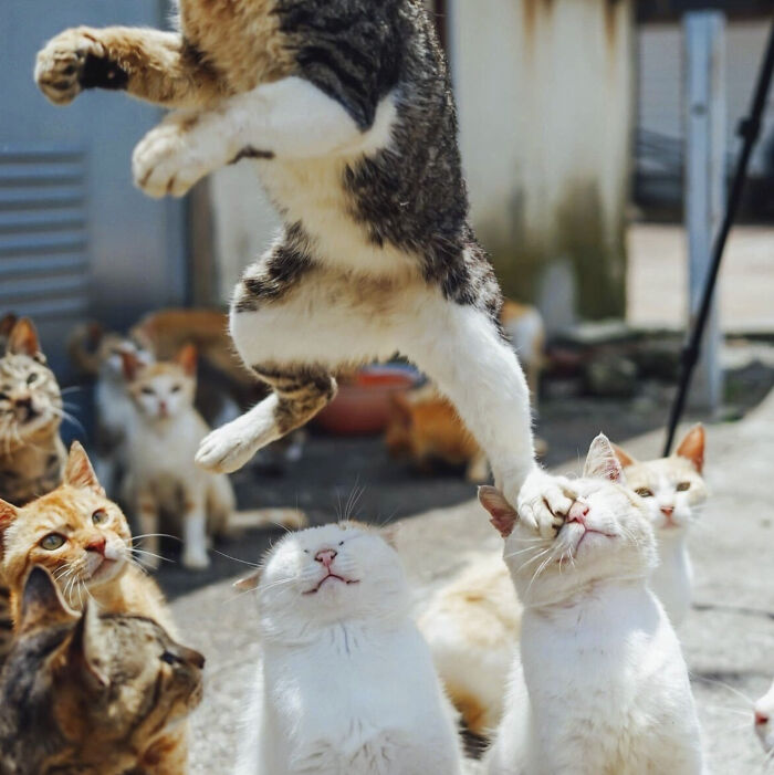 50 Perfectly Timed Animal Photos From This Online Collection That Are Almost Too Good To Be True