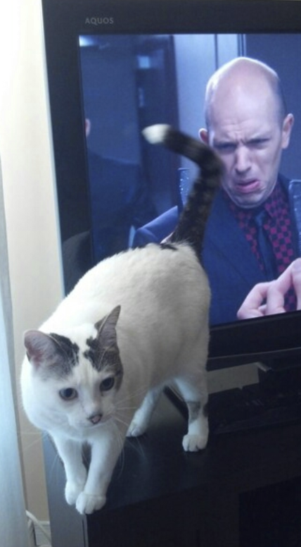 50 Perfectly Timed Animal Photos From This Online Collection That Are Almost Too Good To Be True