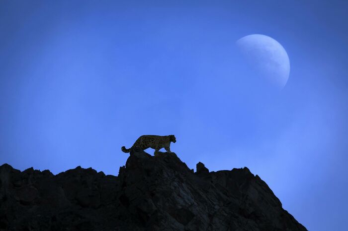 Dramatic wildlife photography by Björn Persson of a snow leopard on a mountain ridge under a crescent moon.