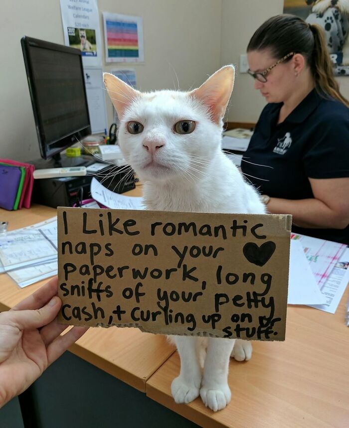 A white cat holding a sign about naps and petty cash, exemplifying hilarious cats at work.
