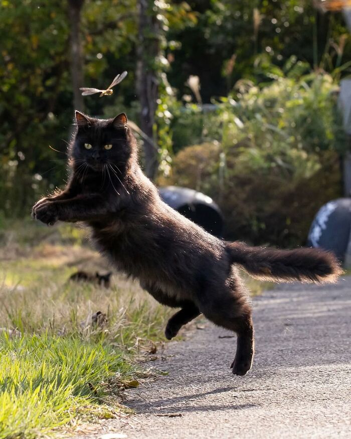 A dynamic shot of a black cat leaping with a dragonfly in the air, a highlight from Masayuki Oki's black cat photos.