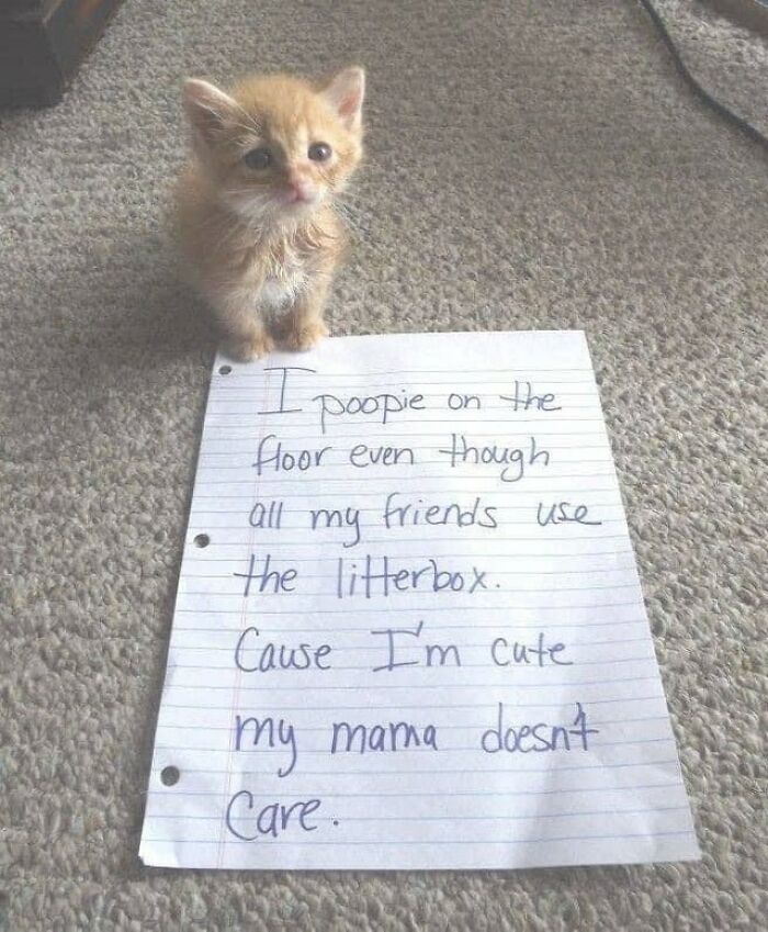 Funny cat meme of a tiny orange kitten sitting next to a note about its litter box habits.