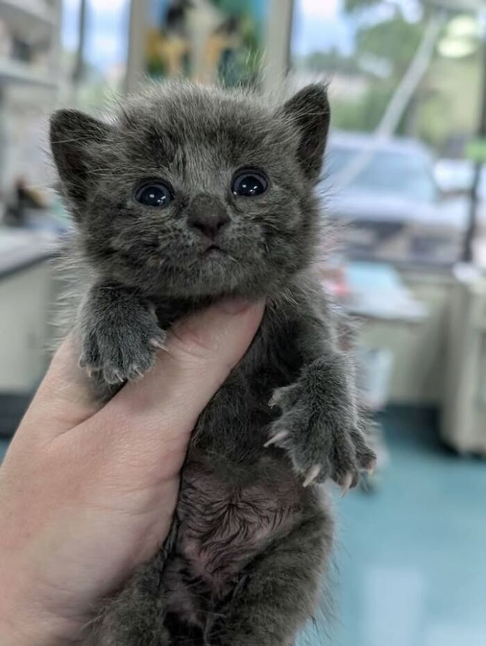 Small grey kitten with large eyes, held gently in a hand, appearing adorable during a vet appointment.