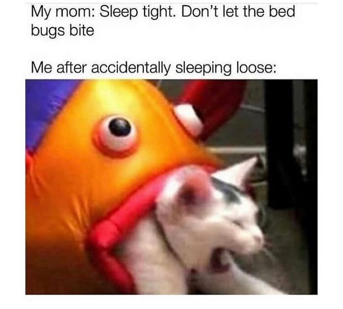 A funny cat meme illustrating a cat being swallowed by a large fish toy, representing sleeping loose and bed bugs.