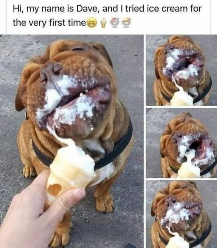 A brown dog messily enjoying an ice cream cone, a great example of funny dog memes.