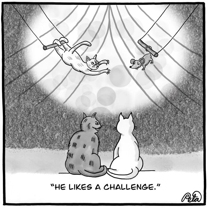 Black and white comic of cats watching a trapeze mouse, humor in life absurdities by Peta Manning