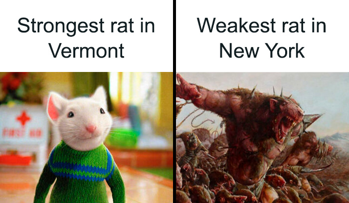 Strongest rat in Vermont shown as animated cute white rat in sweater