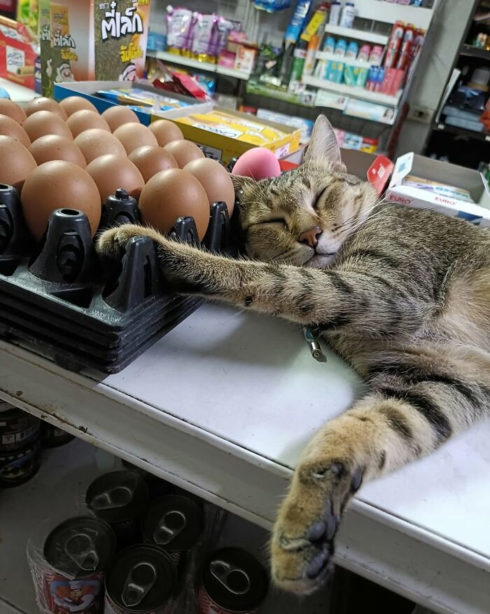 A tabby cat sleeping on a tray of eggs, embodying cats at work taking careers seriously.