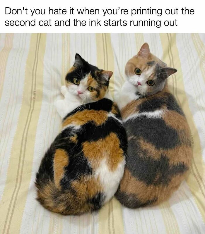 Funny cat meme of two fluffy calico cats with unique fur patterns, lying side by side.