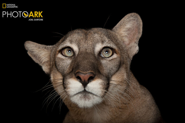 Florida Panther