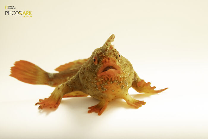 Female Red Handfish
