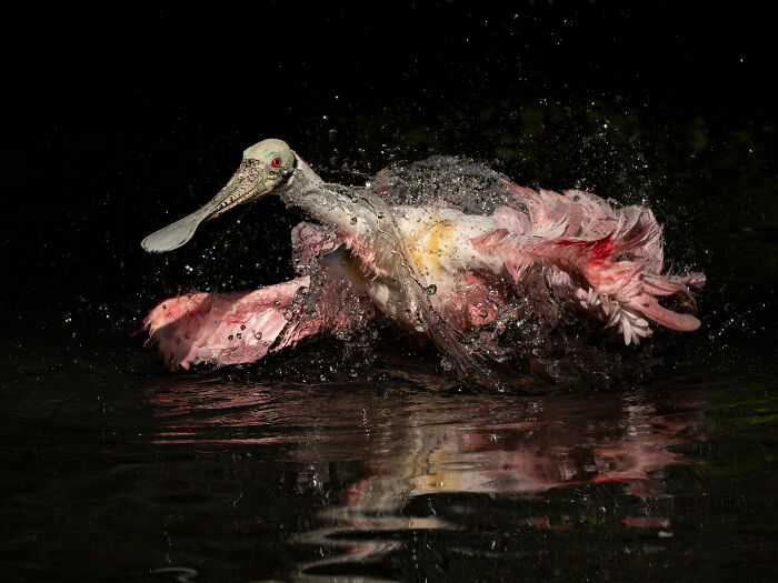 A roseate spoonbill splashing in water, an incredible shot from the Audubon Photography Awards winners.