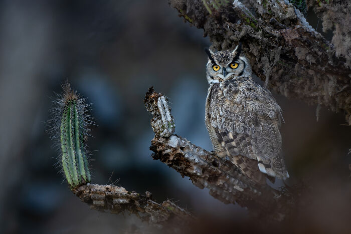 A great horned owl perched on a branch next to a cactus, an Audubon Photography Awards winner.
