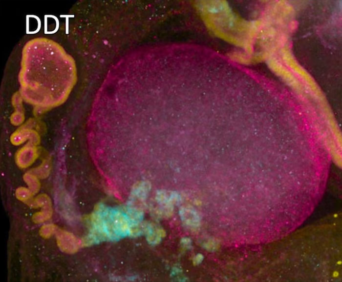 Fluorescent microscopic image labeled DDT showing female body part cells Fluorescent microscopic image labeled DDT showing female body part cells