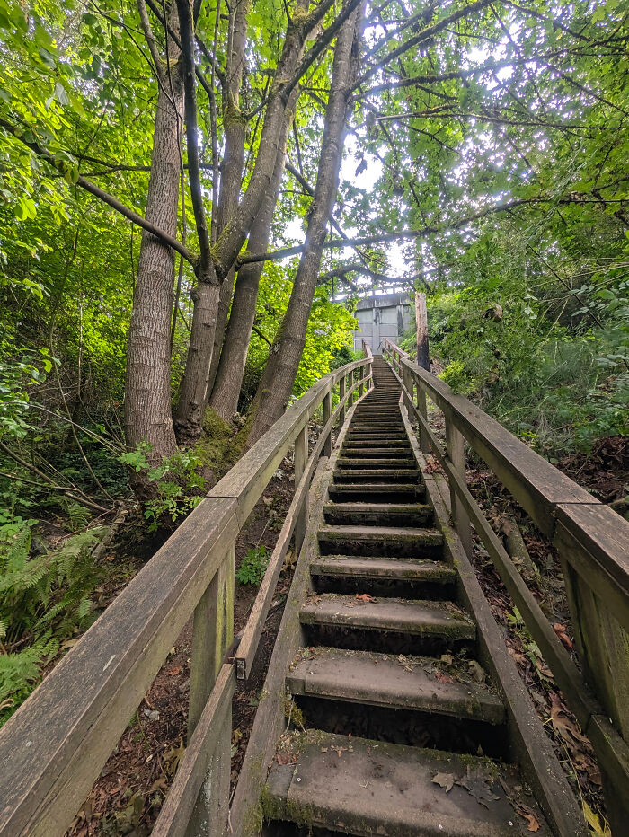 Wooden staircase surrounded by green trees on leukemia walk route Wooden staircase surrounded by green trees on leukemia walk route