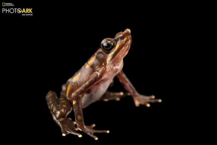 Longnose Harlequin Frog