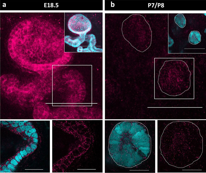 Detailed fluorescent images of female body part development at different stages Detailed fluorescent images of female body part development at different stages
