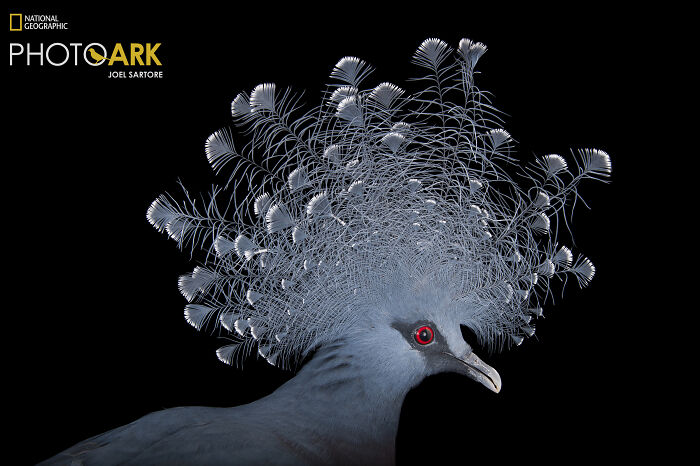 Victoria Crowned Pigeon