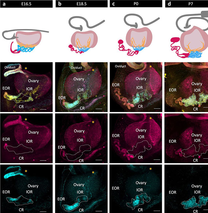 Scientific diagrams and images showing female ovary and surrounding structures development Scientific diagrams and images showing female ovary and surrounding structures development