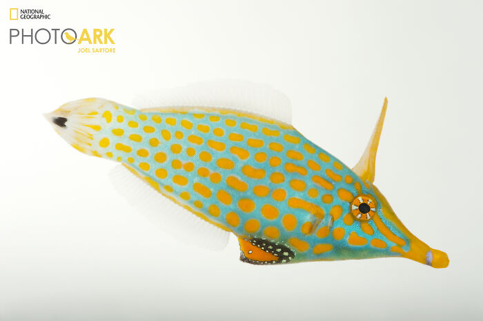 Orange Spotted Filefish