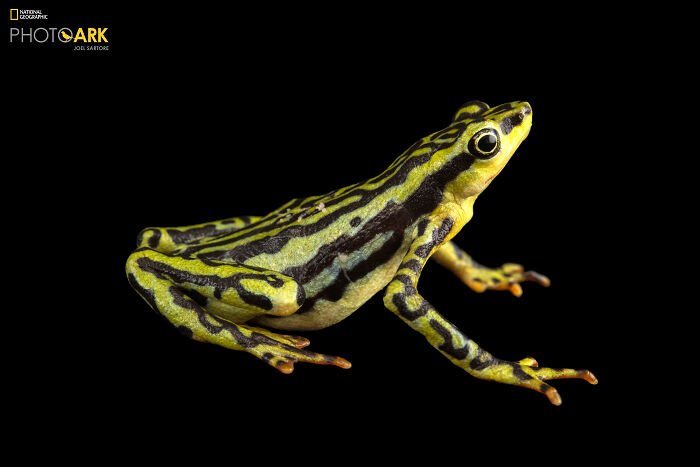 Elegant Harlequin Frog