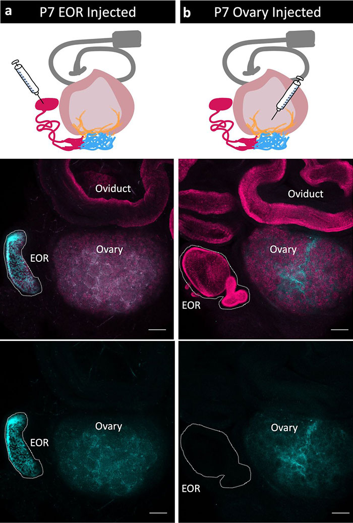Injection experiments illustrating female ovary and external ovarian rete in scientific research Injection experiments illustrating female ovary and external ovarian rete in scientific research