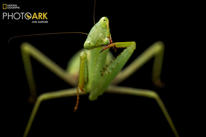 Springbok Mantis