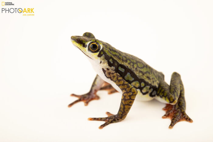 Coyne’s Harlequin Frog