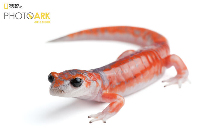 Sierra Nevada Ensatina Salamander