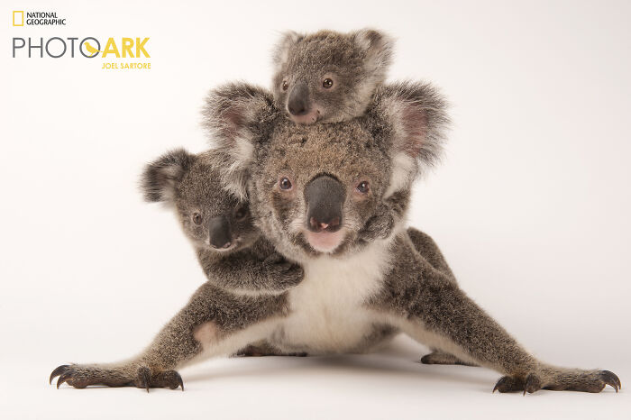 Koalas