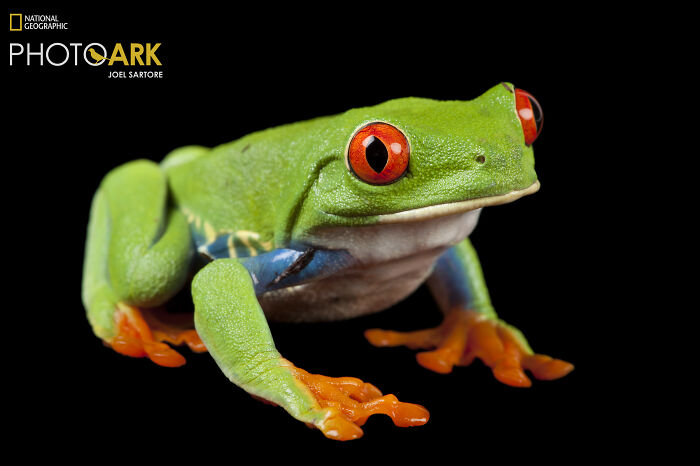 Red Eyed Tree Frog