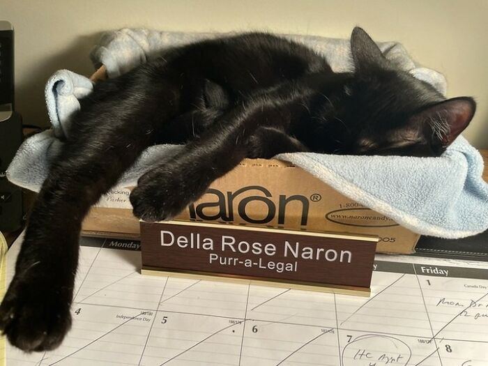 A black cat sleeping on a box next to a nameplate, highlighting cats at work taking careers seriously.