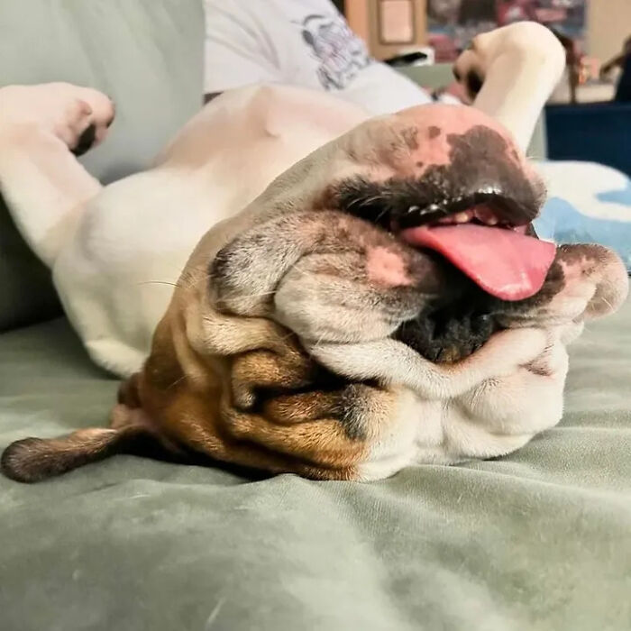 Hilarious photos of a bulldog laying on its back with its tongue out, resembling an embarrassing family pic.