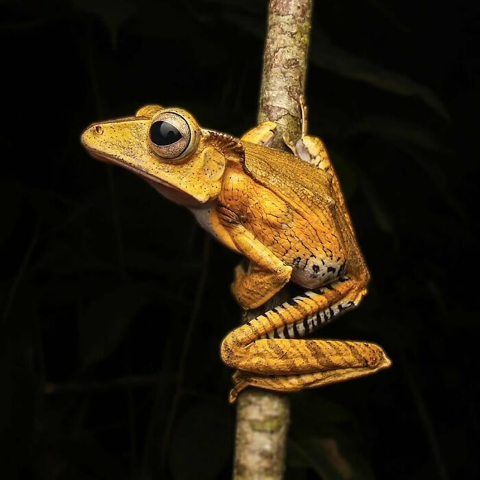 File-Eared Tree Frog