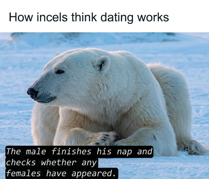 A meme about relationships, featuring a polar bear in snow, explaining how incels think dating works.