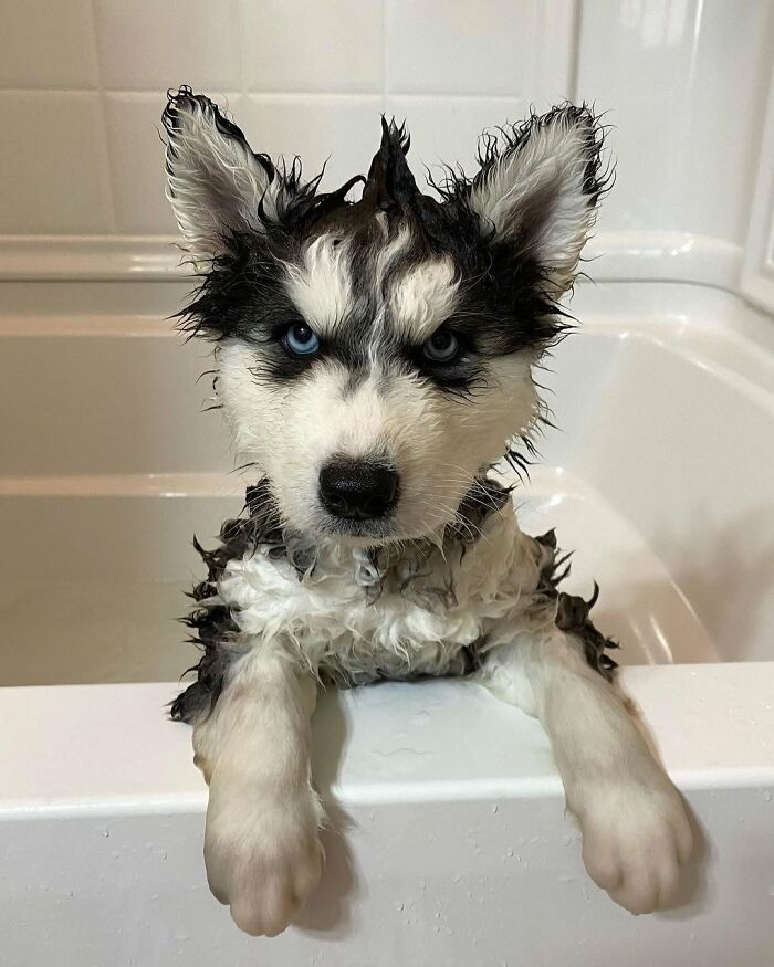 A wet husky puppy with blue eyes looks annoyed during bath time, highlighting unprepared dogs for bath time.