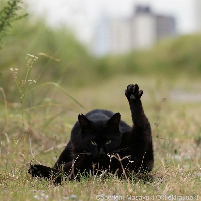 A striking black cat reclines in the grass, one paw raised, a candid moment from Masayuki Oki's best photos of black cats.