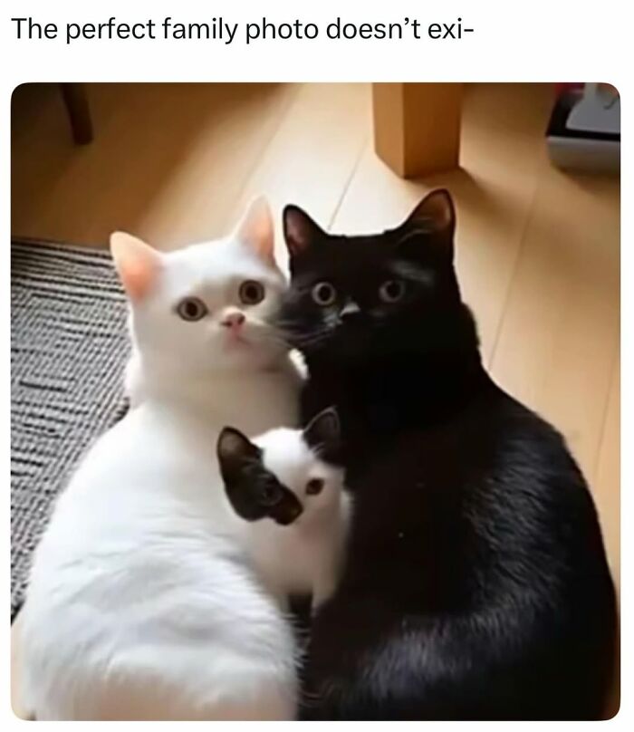 Funny cat meme of a family of three cats, a white cat, a black cat, and a small black and white cat.