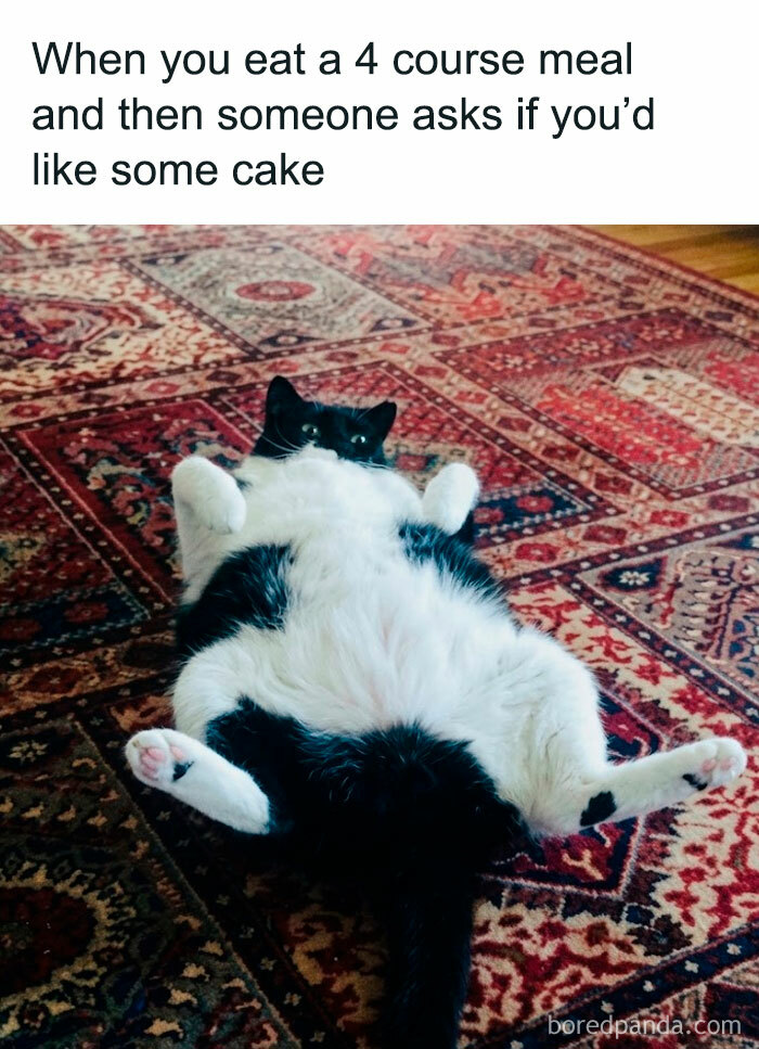 A funny animal meme featuring a cat lying on its back, belly exposed, looking stuffed after a big meal.