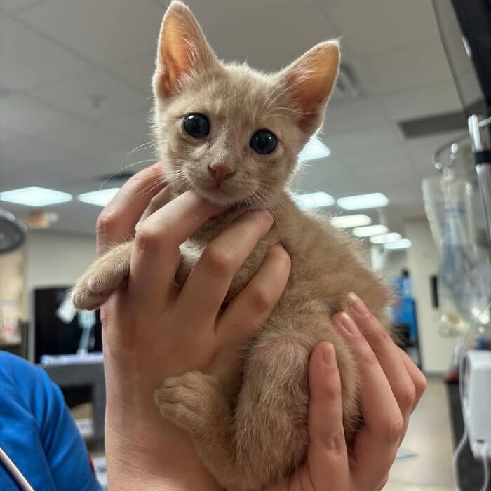 Tiny ginger kitten with wide eyes, cradled in hands, displaying a cute reaction during a vet visit.