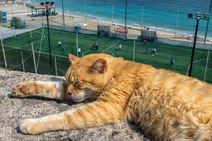 Jeffrey De Keyser's street photography captures animals stealing the show, like this sleeping ginger cat overseeing a beachside soccer game.