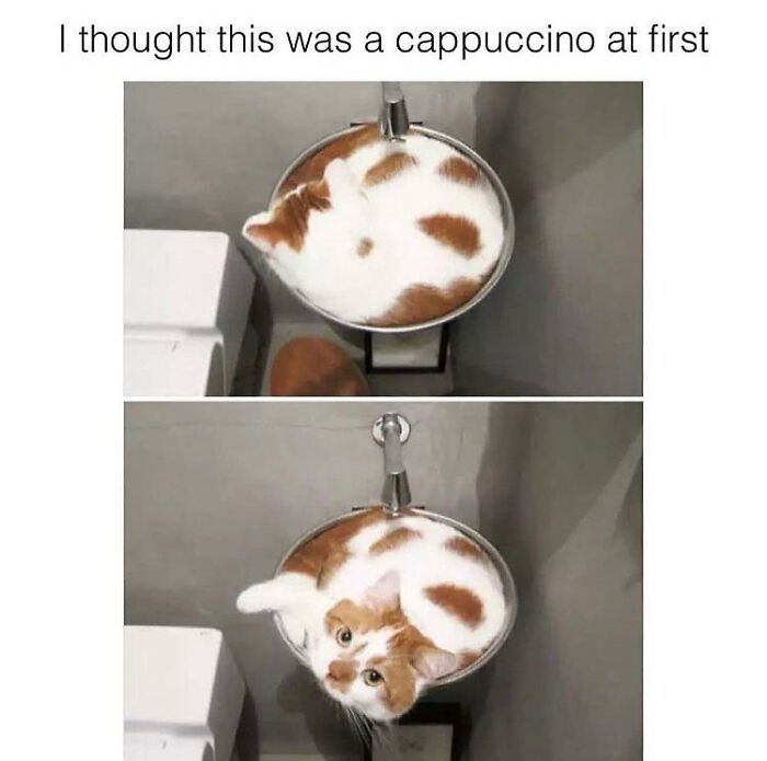 Two images of a cat meme. The first image shows a cat sleeping in a sink, resembling a cappuccino. The second image shows the cat looking up from the sink. This cat meme is incredibly funny.