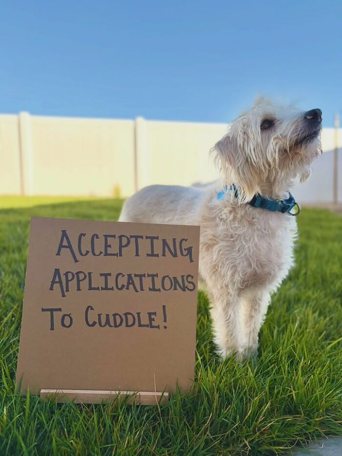 A white fluffy dog with a sign accepts applications to cuddle, using cardboard messages to spotlight adoptable pups.