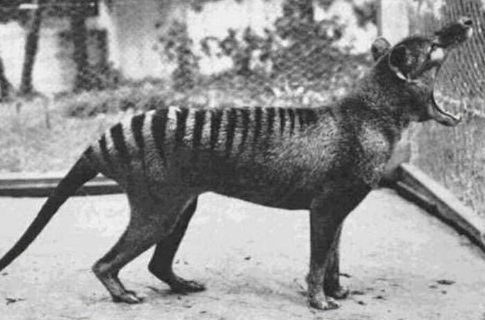 A black and white image of the extinct Tasmanian tiger yawning, showcasing rare animals from the past.